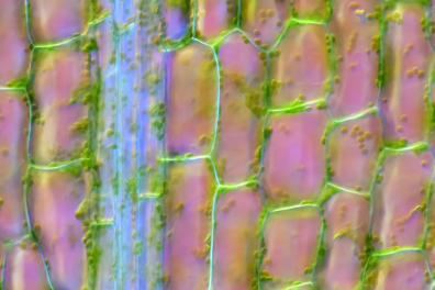 Cellules de feuille d'Elodée x70